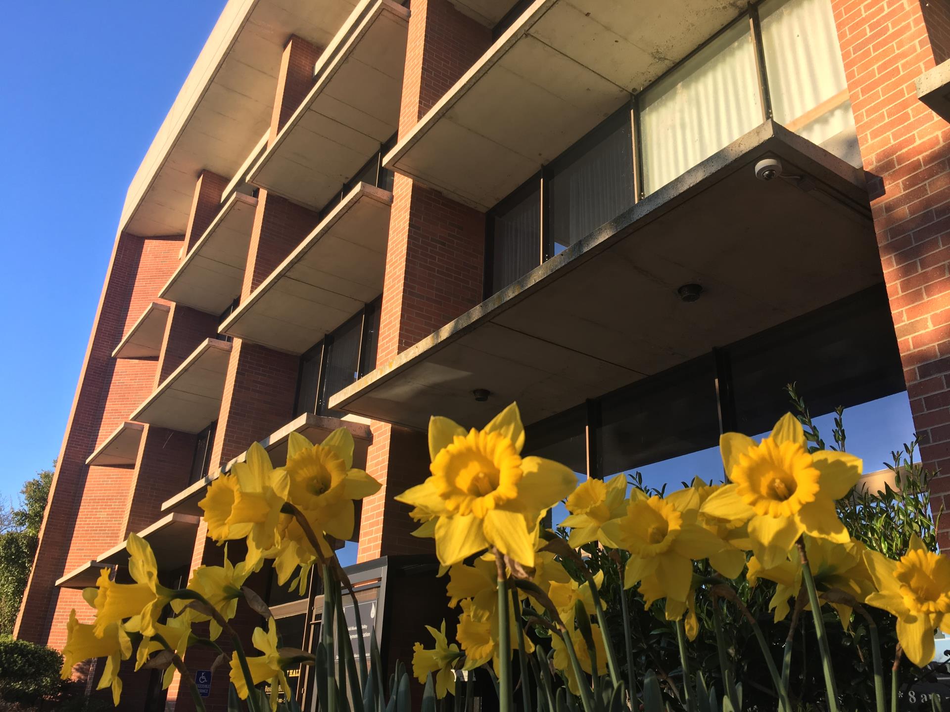 City Hall Bloom