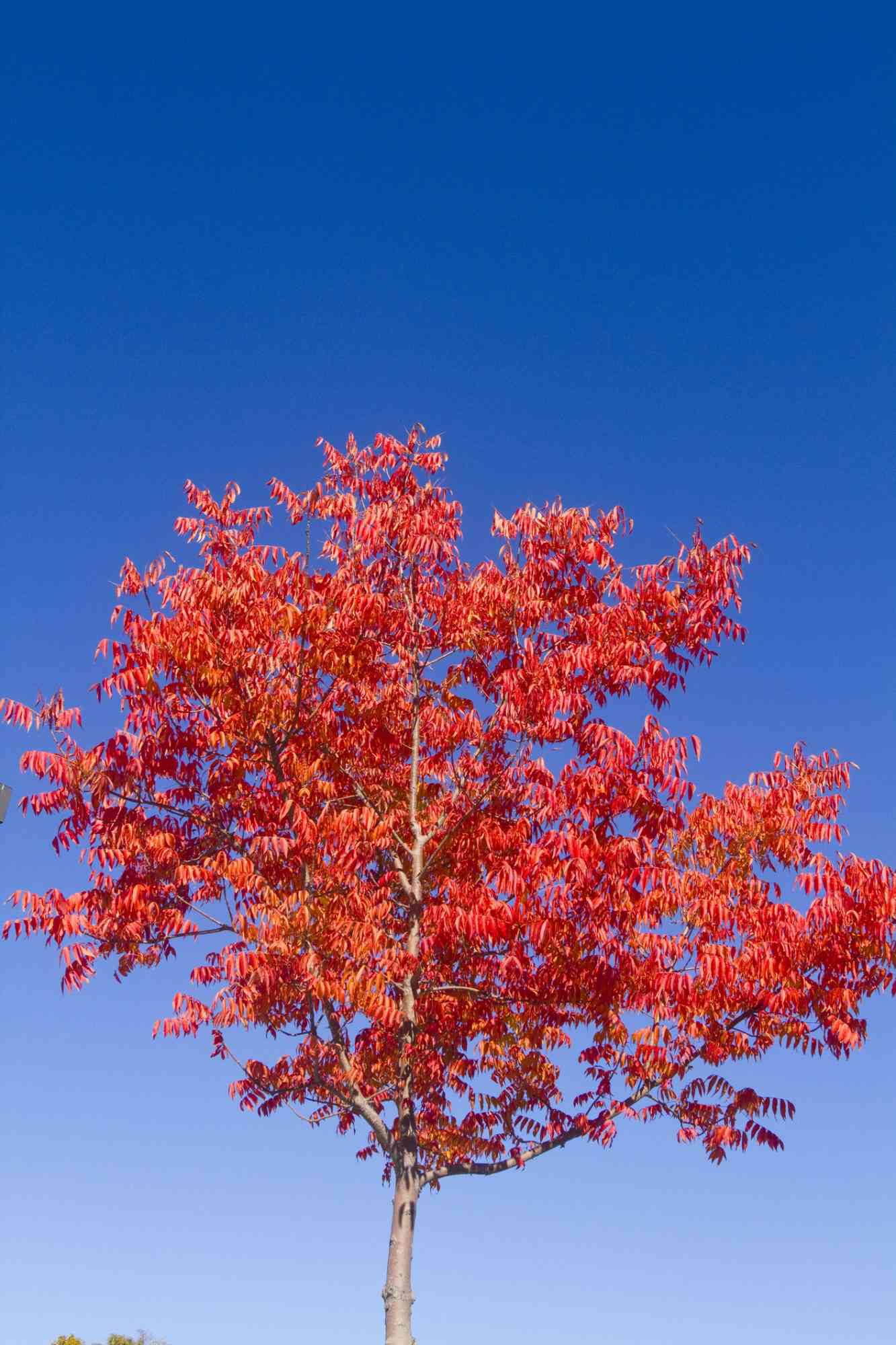 Chinese Pistache Tree